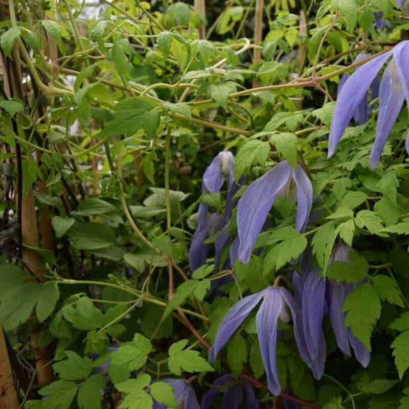 Clematis 'Frances Rivis' (A) 60-80 cm